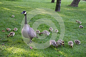 Mother Canada Goose and Goslings
