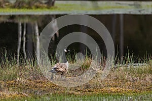 Mother canada goose with gossling sitting in a moss in a swamp. Knuthojdmossen, Sweden