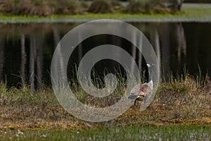 Mother canada goose with gossling sitting in a moss in a swamp. Knuthojdmossen, Sweden