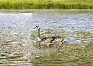 Mother Goose Swims With Goslings