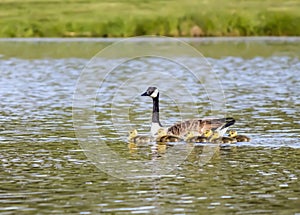 Mother Goose Swims With Goslings