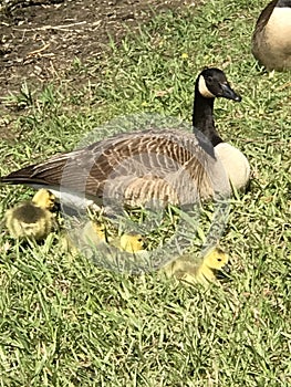 Mother Canada Goose and Tiny Yellow Fluffy Gosling Baby Chicks