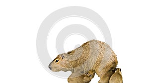 Mother capybara with her baby puppies isolated on a white background