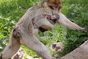Mother care - barbary macaque