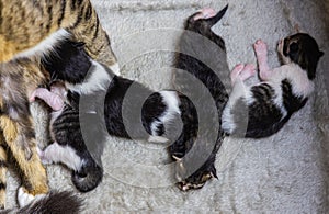 Mother cat and baby cats. Domestic cat female protecting her five 1 day old kittens in a cardboard box. Small newborn cat babies