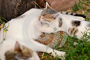 Mother cat breastfeed her youngling