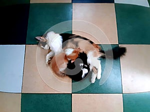 Mother cat breastfeeding kittens while sleeping