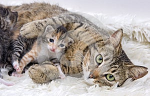 Mother cat and cute baby kitten cat