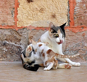 A mother cat with cute kittens