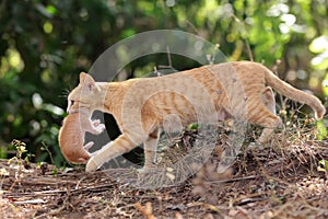 A mother cat is evacuating its baby to a safer place. photo