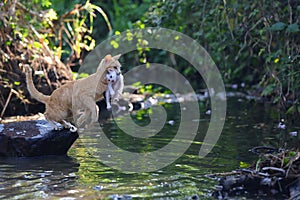 A mother cat is evacuating its baby to a safer place by jumping over a creek. photo