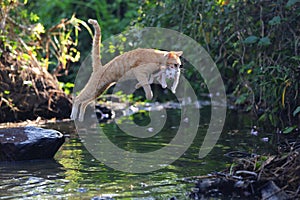 A mother cat is evacuating its baby to a safer place by jumping over a creek. photo