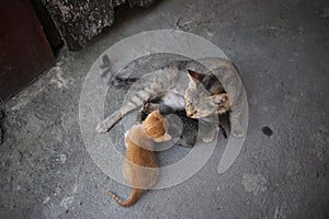 Mother cat feeding her kittens