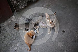 Mother cat feeding her kittens