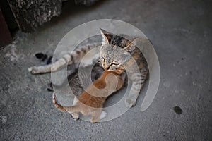 Mother cat feeding her kittens