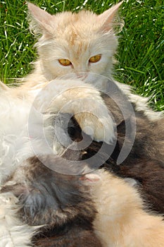 Mother cat feeding her kittens