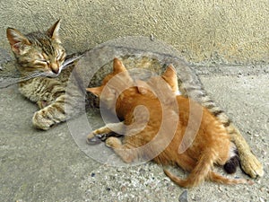 A mother cat is feeding her kittens. Pets, animal instincts, animal rights, animal welfare.