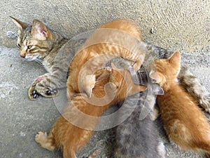 A mother cat is feeding her kittens. Pets, animal instincts, animal rights, animal welfare.