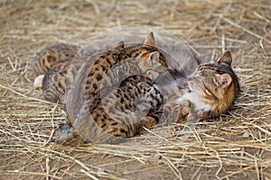 Mother cat feeding kittens