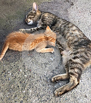 Mother cat feeds a red-haired kitten