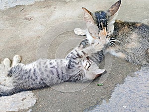 Mother cat and her kitten are joking