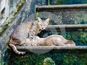 Mother cat and her kitten sitting on old wet stair