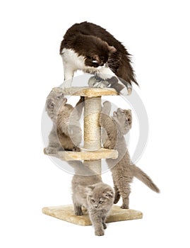 Mother cat with her kittens on a cat tree