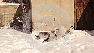 Mother cat with her kittens searching for food in the snow after a blizzard