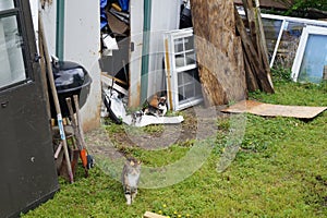 Momma cat with her kittens