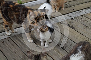 Momma cat with her kittens photo