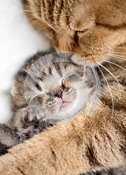 Mother cat hugging kitten