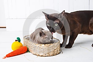 mother cat kisses, washes, licks her baby kittens. Wicker basket, white background