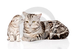 Mother cat with kitten. isolated on white background