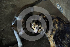 Mother cat and kittens, calico cat