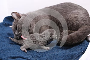 Mother cat licking her babies