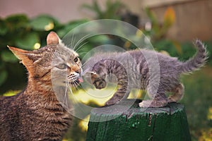 Mother cat licking her kid