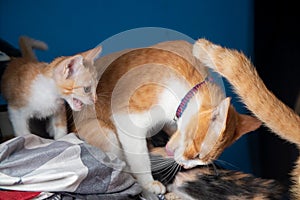 Mother Cat Licking one of her Kittens