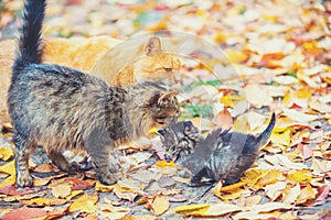 Mother cat with little kitten walks on fallen leaves