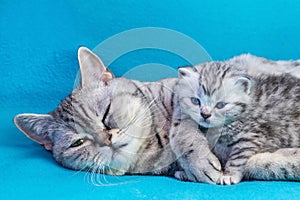 Mother cat lying with kitten on blue garments