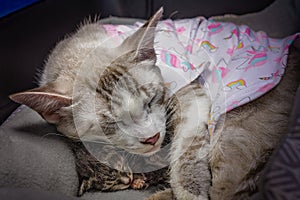 Mother cat with mastitis cradling newborn kitten photo
