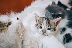 Mother cat nursing her kittens. Cute cats family. Feline health and protection animals concept. Fading kitten syndrome