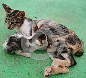 A mother cat nursing her kittens