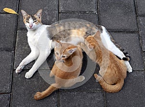 A mother cat nursing her little brown kittens, in shallow focus