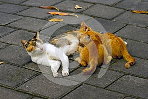 A mother cat nursing her little brown kittens, in shallow focus