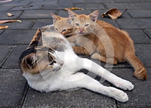 A mother cat nursing her little brown kittens, in shallow focus