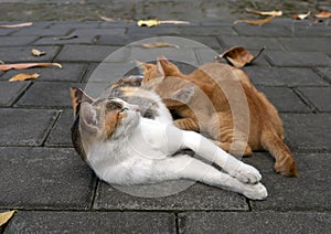 A mother cat nursing her little brown kittens, in shallow focus