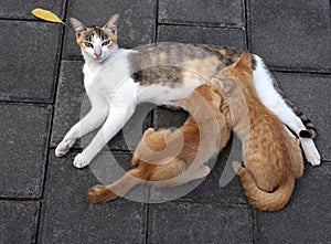 A mother cat nursing her little brown kittens, in shallow focus