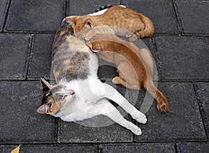 A mother cat nursing her little brown kittens, in shallow focus