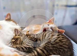 Mother cat nursing little kittens, close up. Gray tabby kitten sucks milk, cute ginger kitten yawns