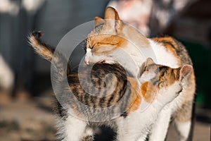 Mother cat is playing with her child. Licks kitten with tongue